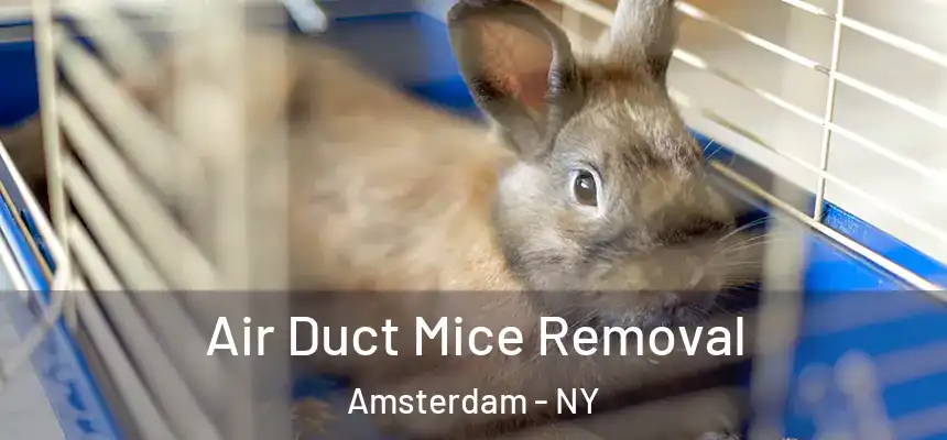 Air Duct Mice Removal Amsterdam - NY