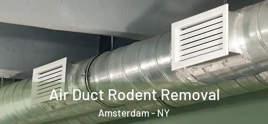 Air Duct Rodent Removal Amsterdam - NY